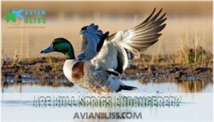 are bull sprigs endangered