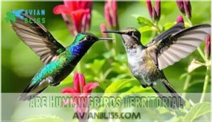 are hummingbirds territorial
