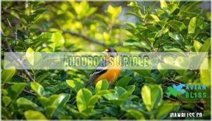 audubon's oriole