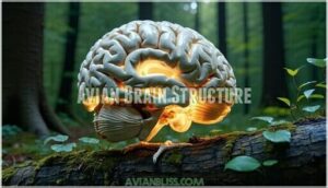 avian brain structure
