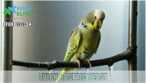 avian gastric yeast avian gastric yeast