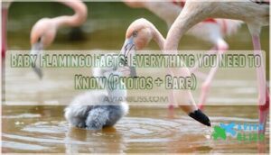 baby flamingo