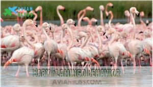 baby flamingo behavior