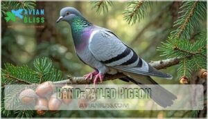 band-tailed pigeon