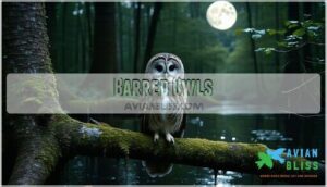 barred owls barred owls