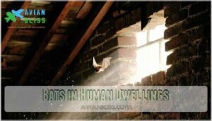 bats in human dwellings