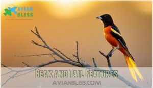 beak and tail features