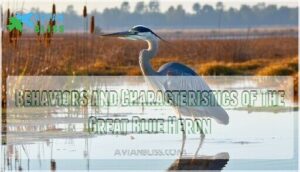behaviors and characteristics of the great blue heron