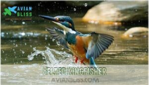 belted kingfisher