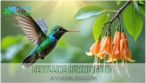 berylline hummingbird