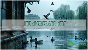 bird species and rain