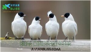 birds with black heads