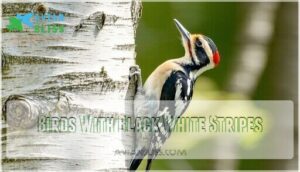 birds with black white stripes