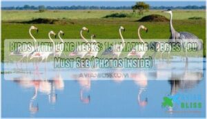 birds with long necks