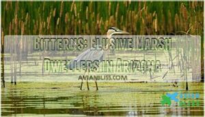 bitterns: elusive marsh dwellers in arizona