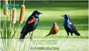 black birds