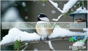 black-capped chickadee