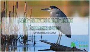 black-crowned night-heron characteristics