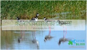 black-necked stilt habitat