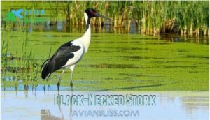 black-necked stork