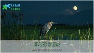 black rails black rails