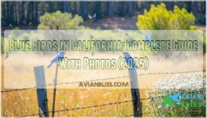 blue birds in california