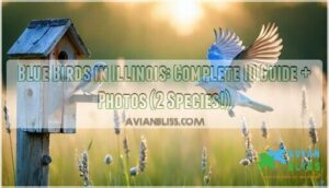 blue birds in illinois