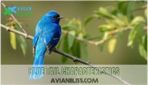 blue tail characteristics