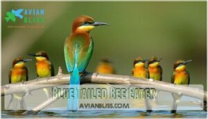 blue tailed bee eater