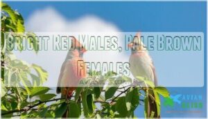 bright red males, pale brown females