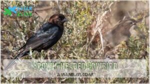 brown-headed cowbird