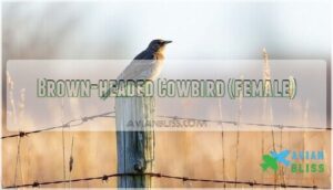 brown-headed cowbird (female)