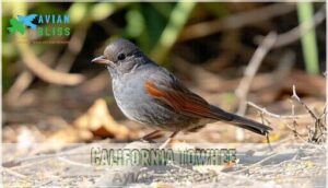 california towhee
