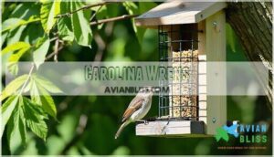 carolina wrens