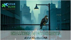 challenges for urban hawks
