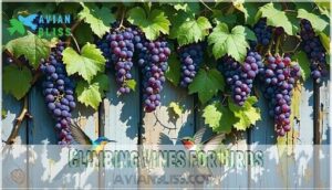 climbing vines for birds
