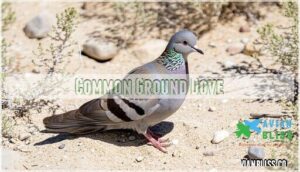 common ground dove