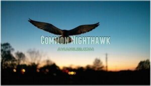 common nighthawk