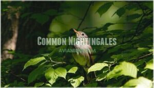 common nightingales