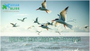 common tern migration patterns