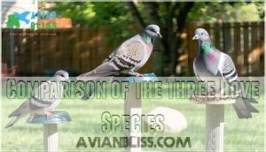 comparison of the three dove species