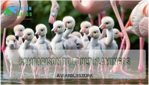 comparison to adult flamingos
