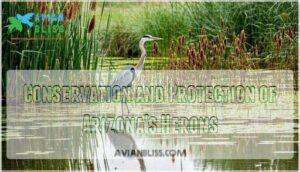 conservation and protection of arizona's herons