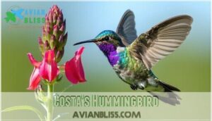 costa's hummingbird
