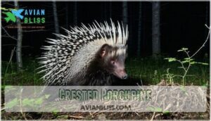 crested porcupine