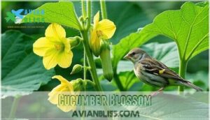 cucumber blossom