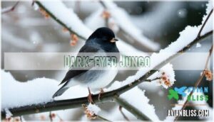 dark-eyed junco