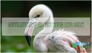 development of feathers and beak
