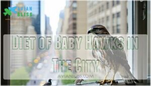 diet of baby hawks in the city