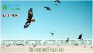 differences between hawks and other birds in circling behavior